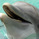 NOTE: This is NOT the dolphin involved. It’s just a regular dolphin. It’s a little hard to find usable photos of Ukrainian combat dolphins.